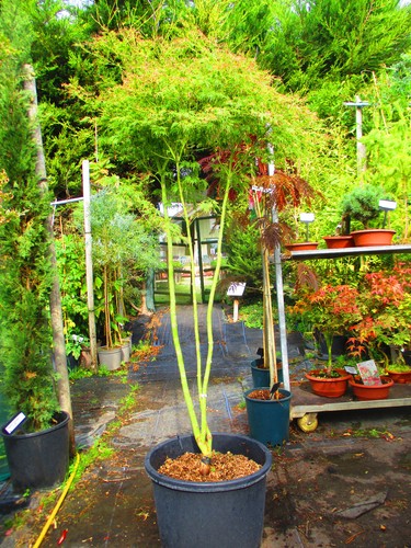 Large 7ft 40litre - 7ft, pot)