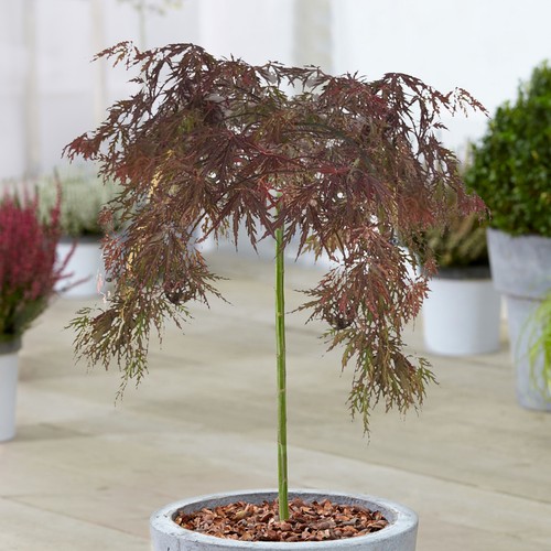 Acer inaba shidare tree - tree, |