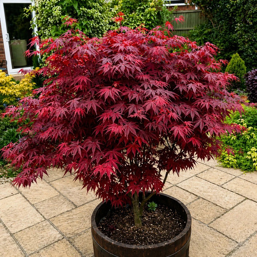 Acer atropurpureum - 1,