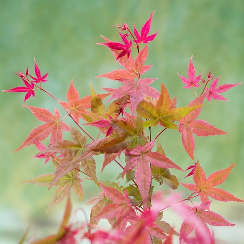Beni maiko japanese maple - beni-maiko,