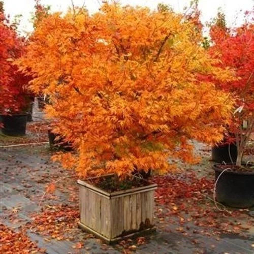 Acer palmatum orange - palmatum,
