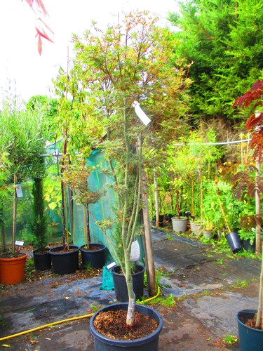 7ft inc pot 40litre large - 7ft, inc.