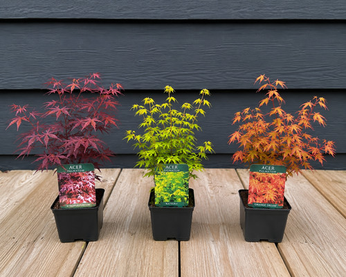 Mixed acer palmatum - 3x,