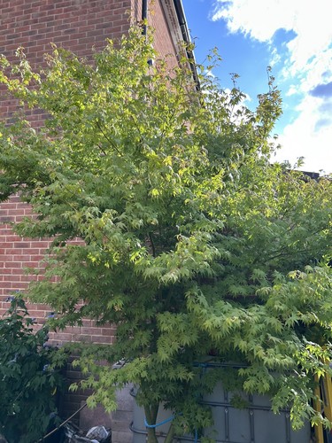 Very large japanese maple - large,