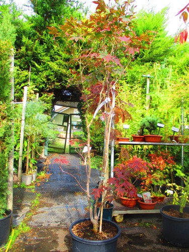 7ft inc pot 40litre large - 7ft, inc.