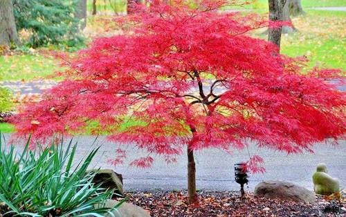 Acer palmatum inaba shidare - acer, inaba-shidare