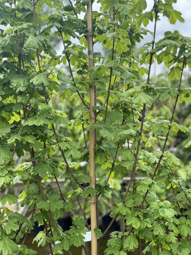 Acer campestre elegant - 3x,