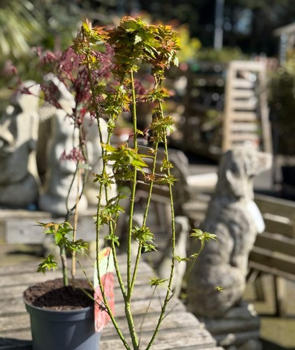 Acer palmatum koto hime - acer, dwarf