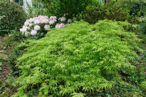 Acer palmatum dissectum - acer, –