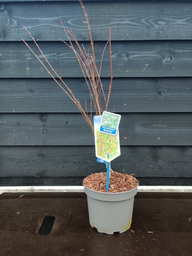 Acer palmatum butterfly - acer, 'butterfly'