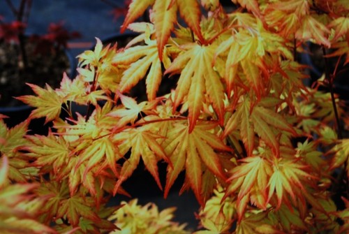 Acer orange dream - 'orange, dream'