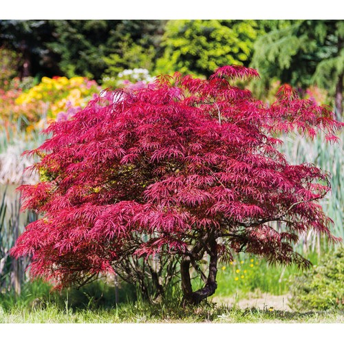 Japanese acer maple tree - maple,