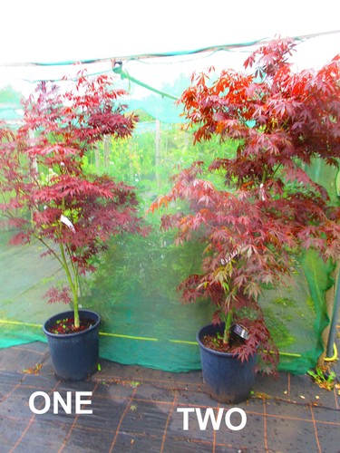6ft inc pot 25litre - 6ft, inc.