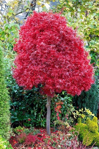 Acer tree twombley - acer, red