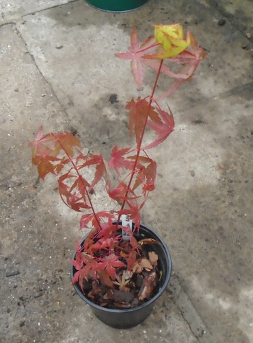 Acer palmatum japanese maple - japanese,