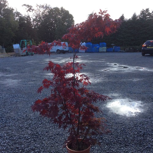 Acer palmatum bloodgood - acer,