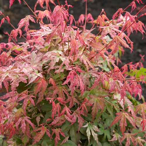 Japanese maple acer - japanese,