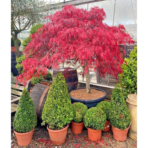 Acer tree garnet red umbrella - acer,