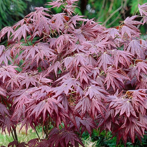 Acer palmatum atropurpureum - palmatum, 'atropurpureum'