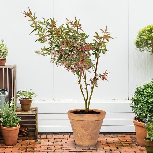 Ornamental shrubs acer - ornamental,