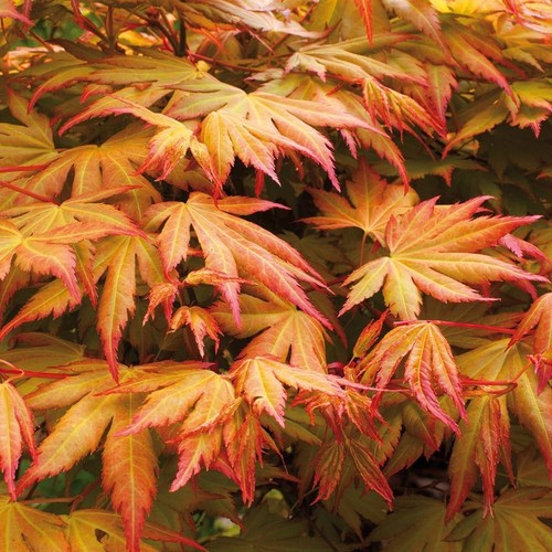Acer palmatum orange dream - palmatum,