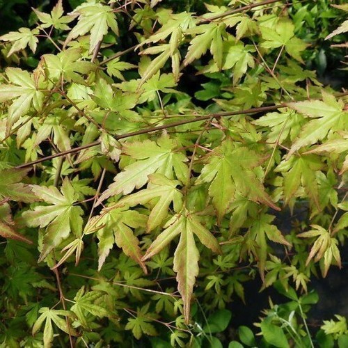 Japanese maple acer palmatum - maple, /