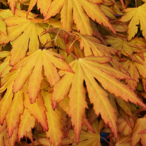Acer palmatum orange - 'orange, |