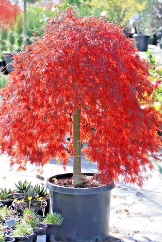 Acer palmatum crimson queen - acer,