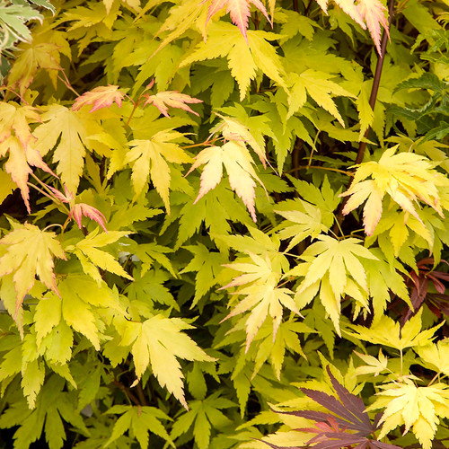 Acer orange dream - 1, dream'