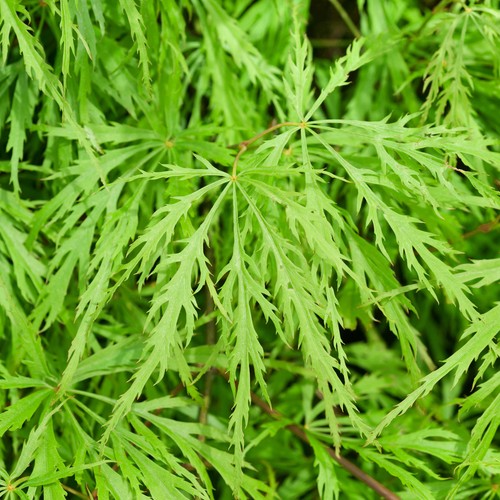 Acer palmatum dissectum - 'dissectum', |