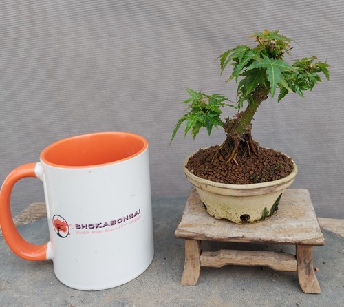 Mini japanese maple kotohime - japanese,