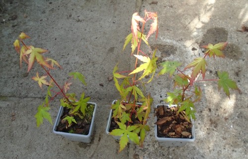 Acer palmatum japanese maple - palmatum,