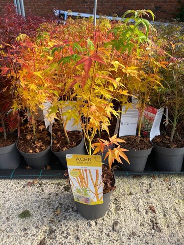Acer palmatum hoo - acer,