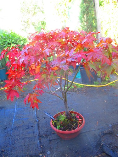 3ft inc pot - pot, bonsai