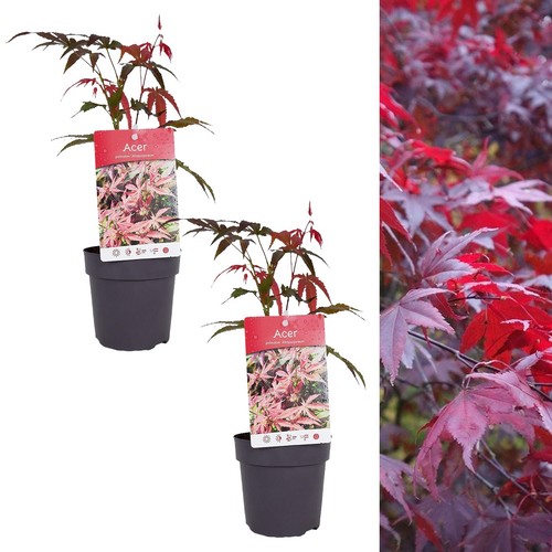 Acer atropurpureum plants - acer,