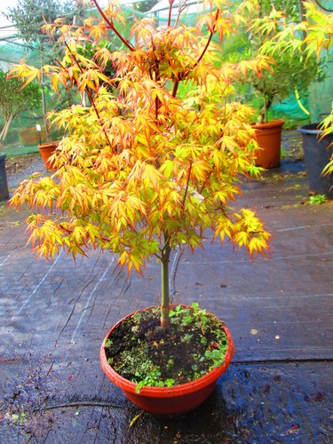 28inch inc pot - 28inch, inc.