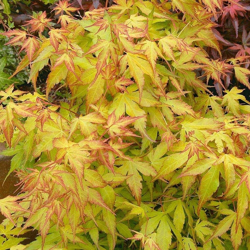 Acer palmatum katsura - acer, 'katsura'