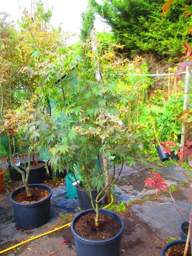 5ft inc pot - 40litre, large