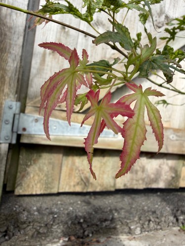 Acer palmatum first ghost rare - first,