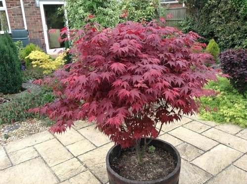 Japanese purple maple tree - maple, in