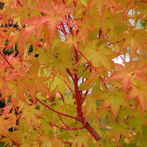 Acer palmatum sangokaku - acer, in