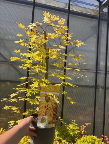 Acer cascade gold weeping - gold,