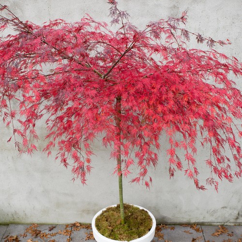 Acer palmatum hardy tree - acer,