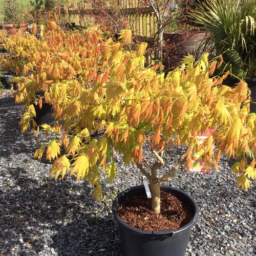 Acer shirasawanum moonrise - acer,