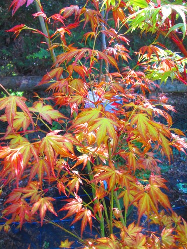 30inch inc pot japanese maple - pot,