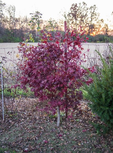 Acer palmatum bloodgood - palmatum, /