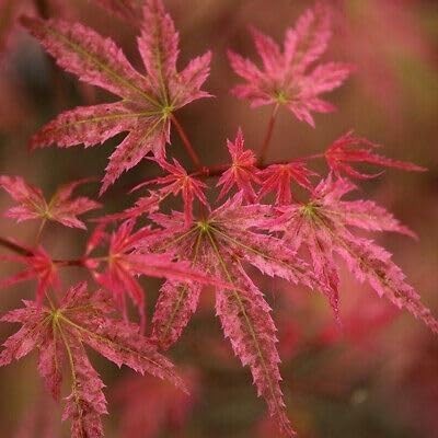 Acer palmatum phoenix - acer,