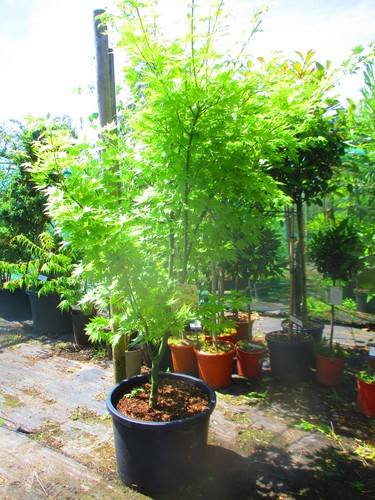 Large 5ft inc pot - large, inc.