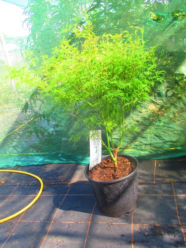 40inch japanese - 40inch, pot)