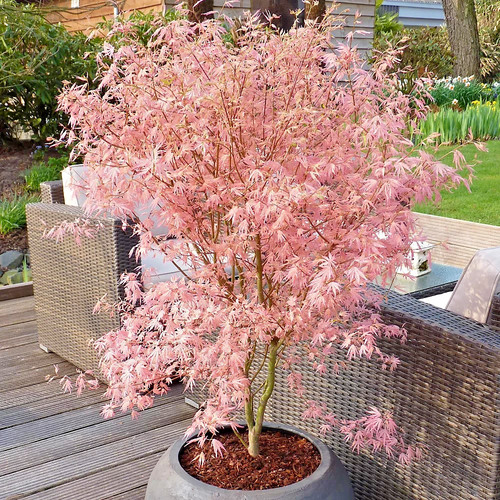 Acer palmatum iyoshi rare - palmatum,